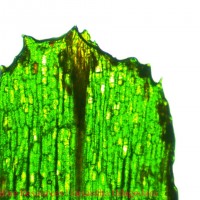 Halodula pinifolia (Niki) Hartog